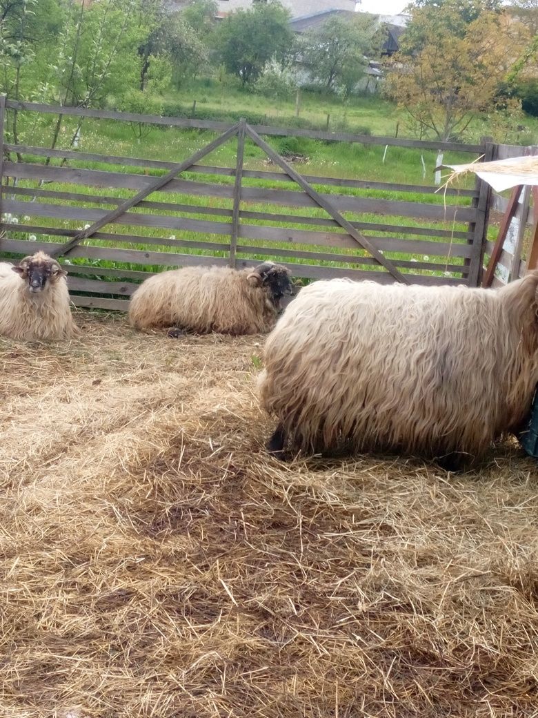 Вівці румунки великі і баран сім'я всі рогаті дуже красиві