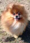 Pomeranian piesek dorosły ZKwP FCI