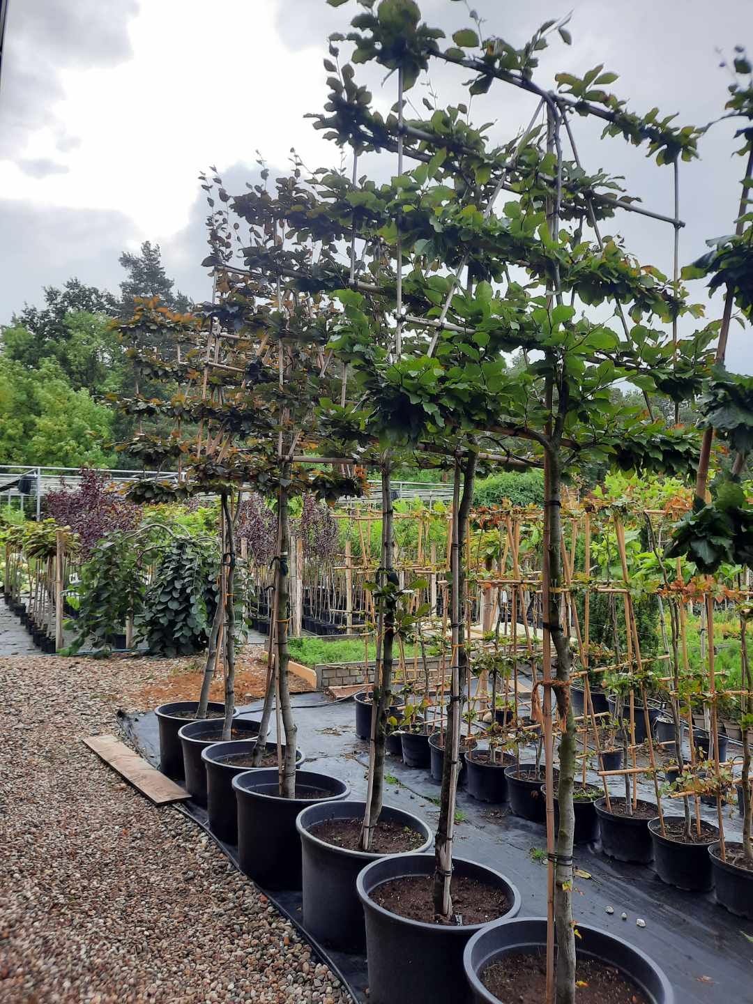 Laurowisnia Nowita 80-90 cm.Etna Elly 3 litry donica