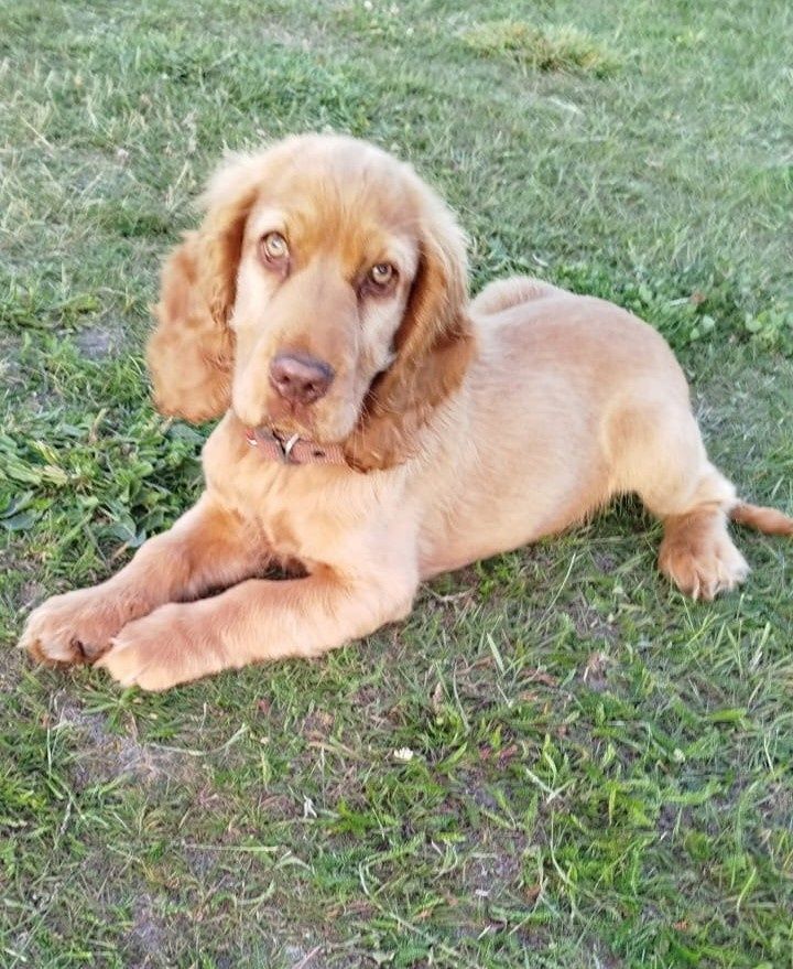 Cocker spaniel piesek