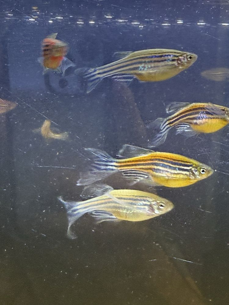 Danio pręgowane różne kolory