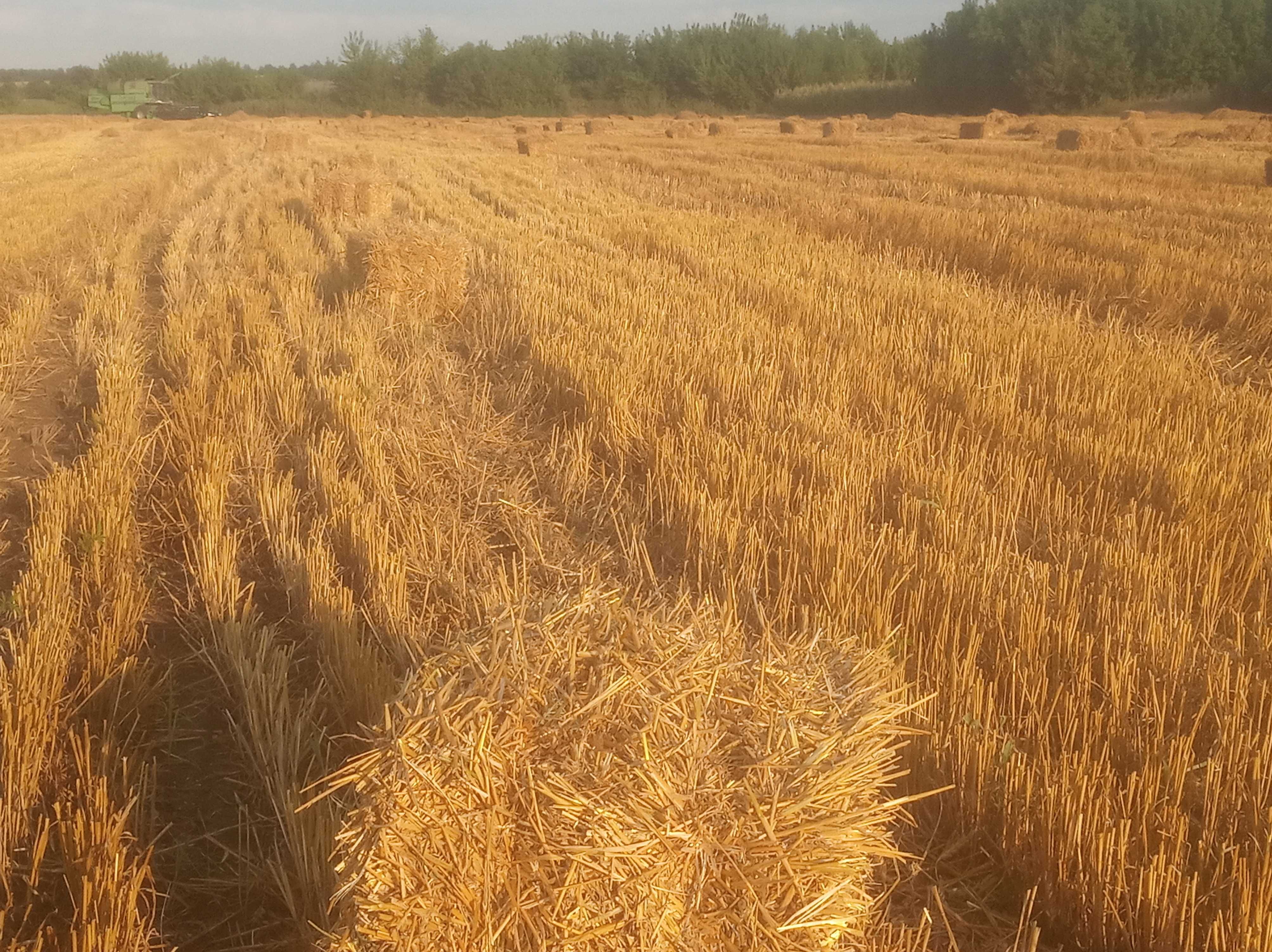 Продам луговое сено солому