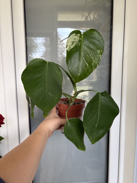 Монстера квітка кімнатна варієгатна