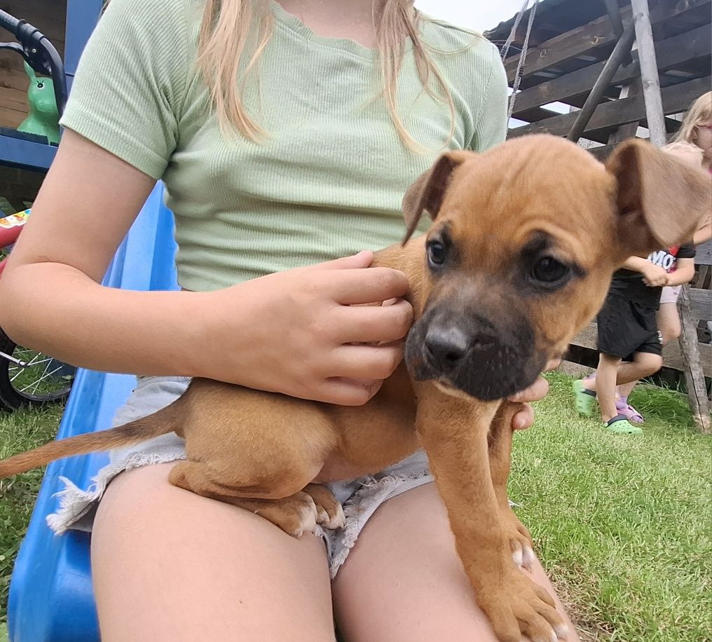 Szczeniaki amstaff