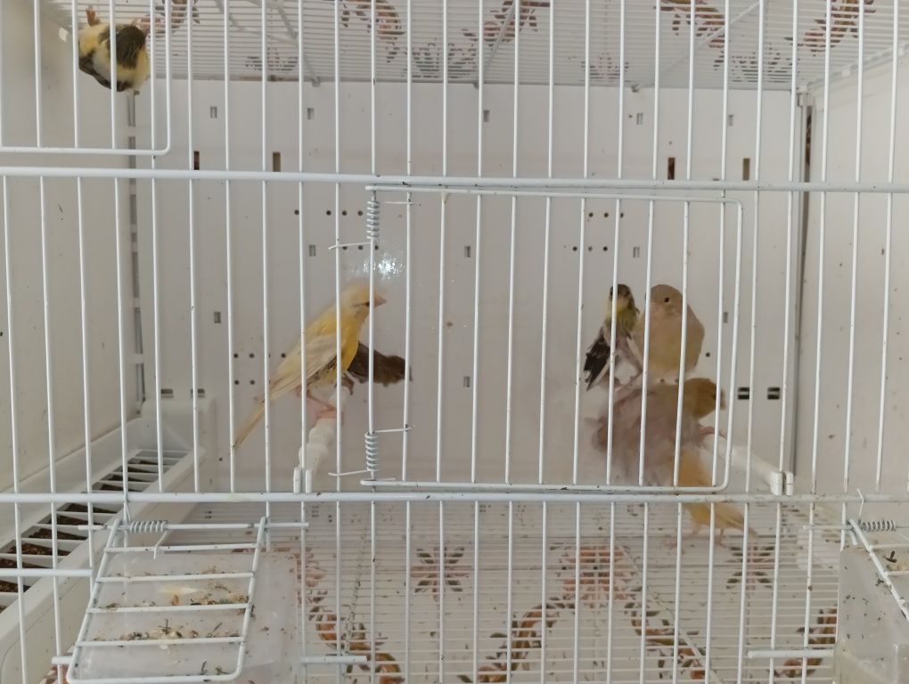 Canários  bonitos