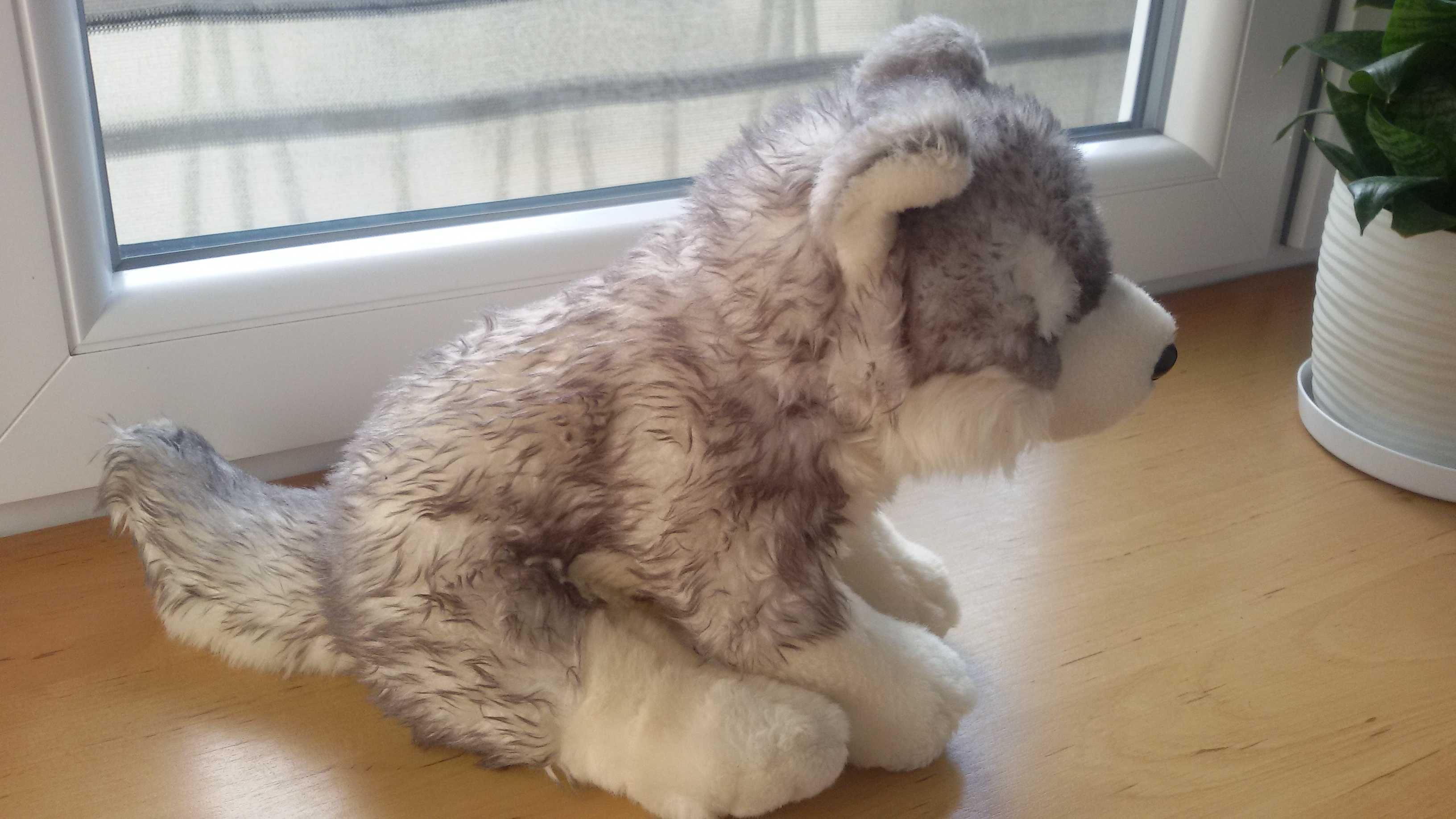 Maskotka Pies Husky 25 cm, firma Uni-Toys, nowa