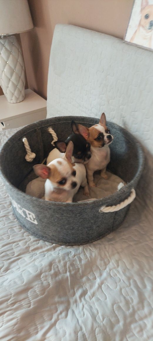 ZAREZERWOWANY !!! Mini maluszek Chihuahua