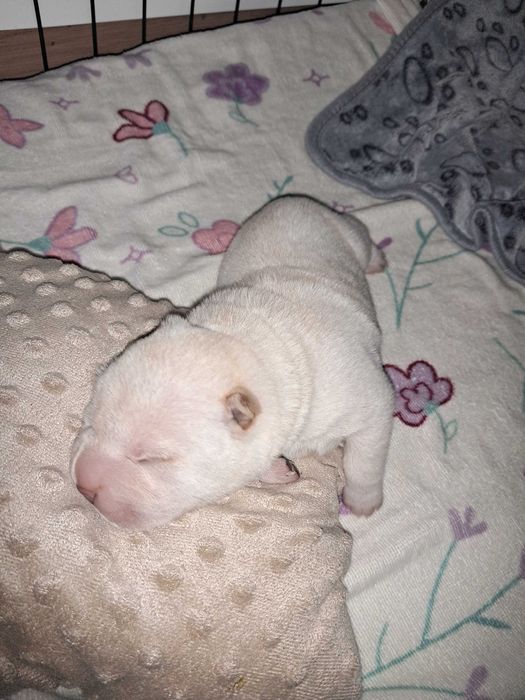 Shar pei szczeniaczek