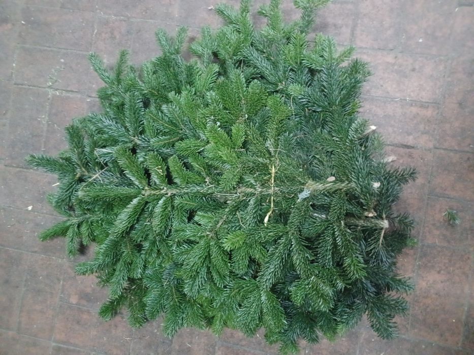 Nobilis nordman arizonika