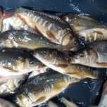 Karp w sprzedaży królewski