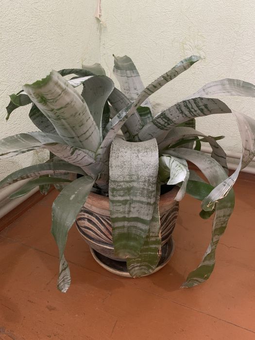 Продам комнатные цветы эхиея орхидеи