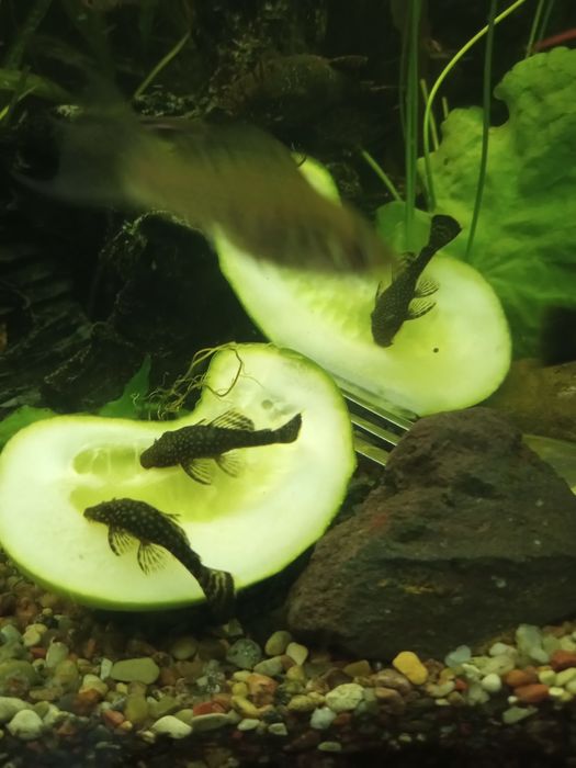 Glonojad z domowej hodowli