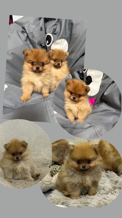 Щенки Шпиц померанский мини