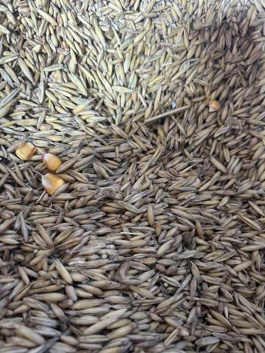 Sprzedam owies paszowy