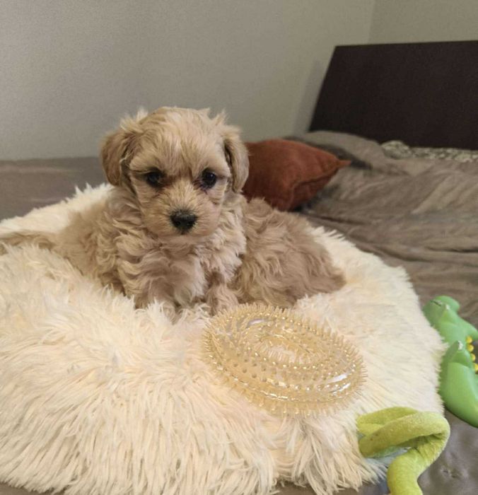 Maltipoo Pudel Toy Maltańczyk