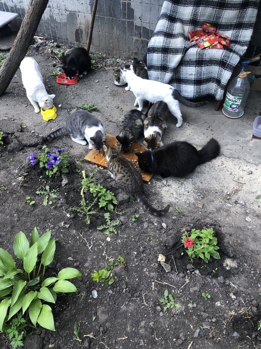 Прихисток 50+ котів Нужен корм и наполнитель