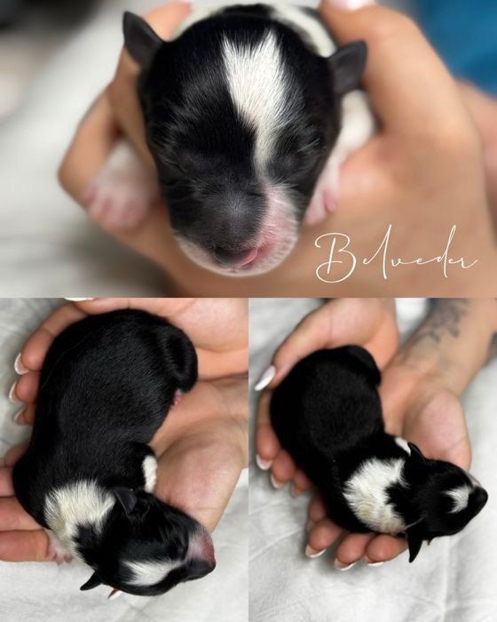 Border Collie piesek. Linia Show. ZKWP/FCI