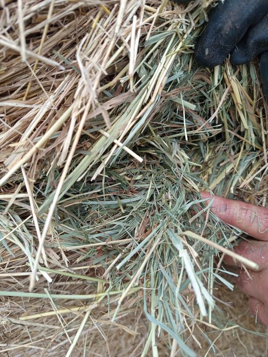 Siano dla koni sprzedam