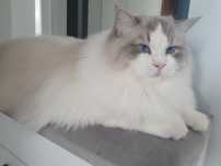 Śliczny chłopczyk Ragdoll