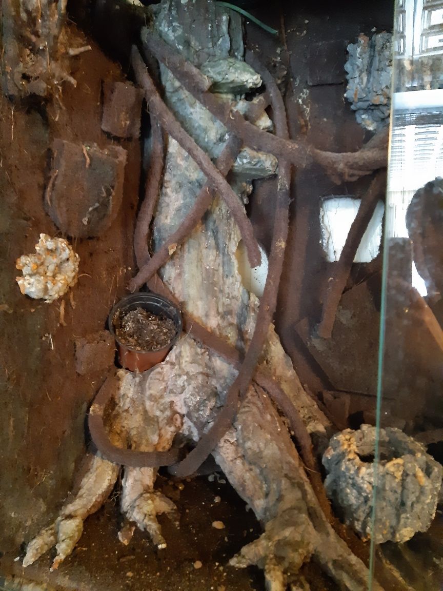 Viwarium terrarium na epiwep z dekoracja