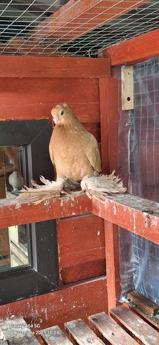 Wywrotek Mazurski żółta samiczka