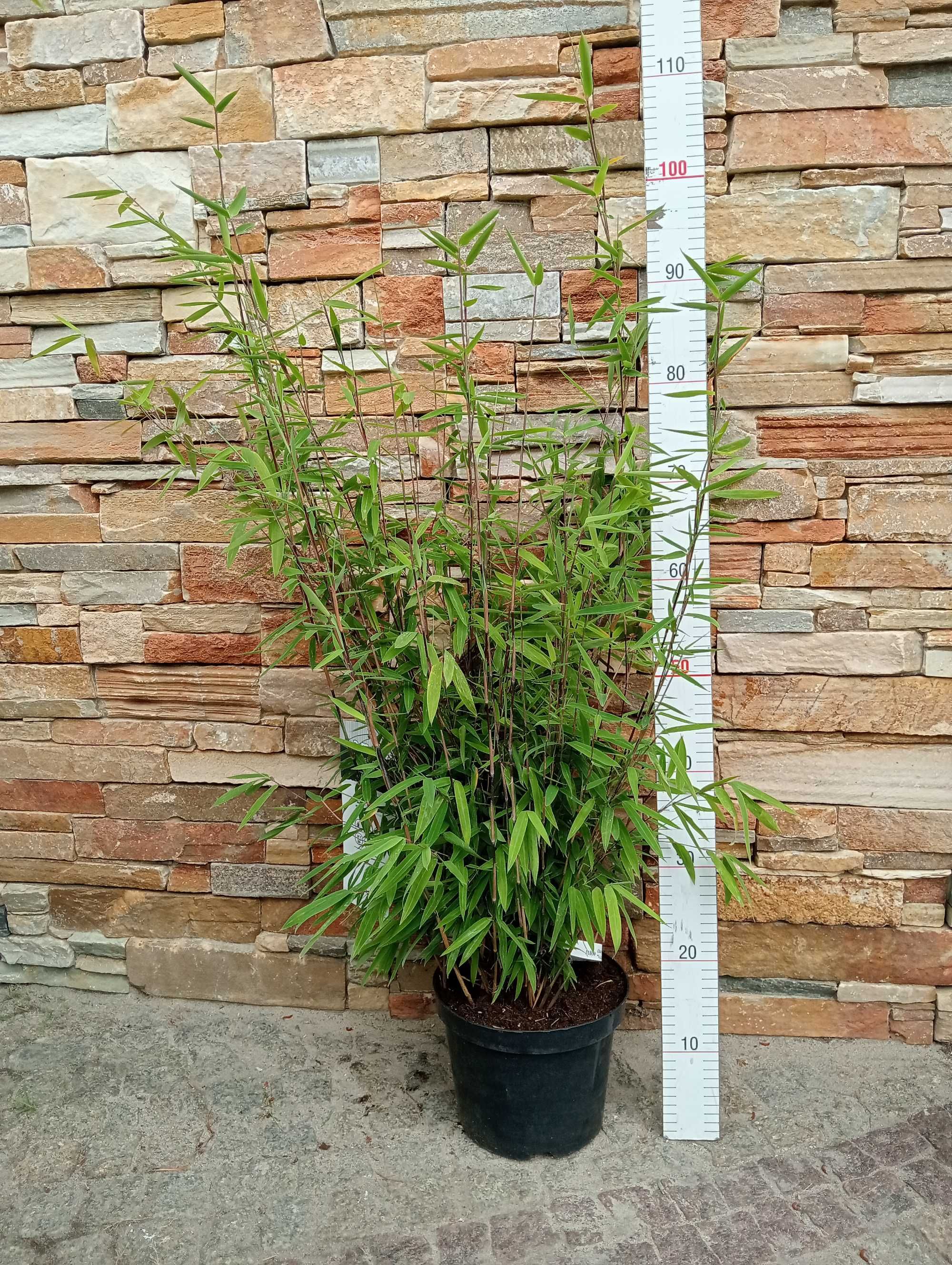 Bambus Volcano/Fargesia nitida 'Volcano’ ~ 110 cm
