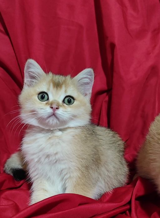 Шотландская золотая шиншилла прямоухие вислоухие мальчик девочка