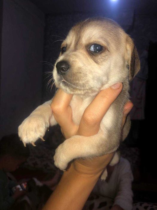 Відаємо цуценят англійського спаніеля