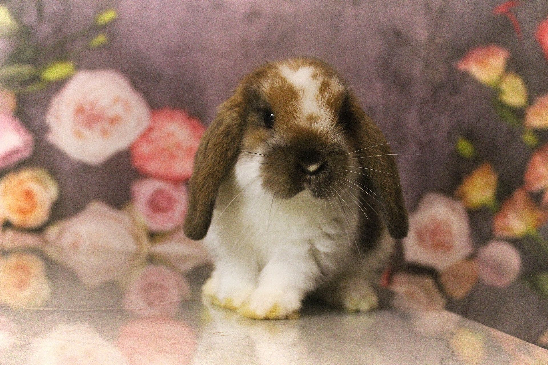 Mini lop króliki karzełek miniaturka baranek hodowla