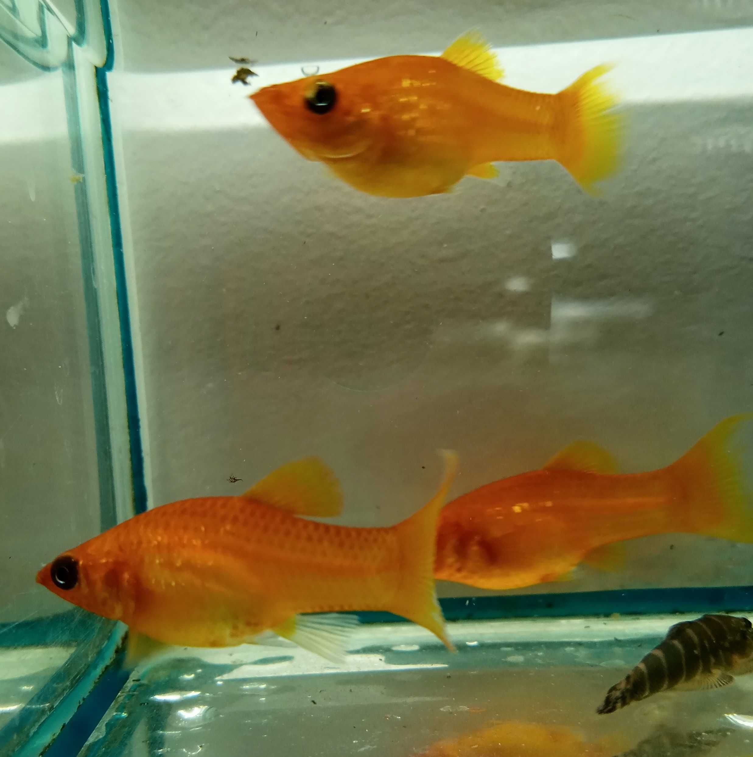 Molinezja Red - Tina Zoo Jansa Gliwice