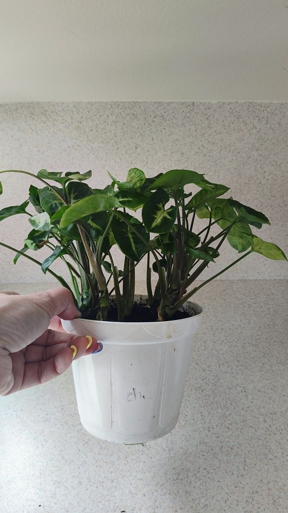 Syngonium, zroślicha, mix, 7 w 1., kwiat i wzorzystych liściach