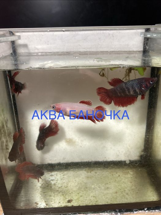 Півник. Півники. Самочки півників. Рибка півник