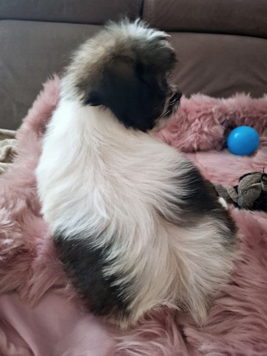 Piekny chlopczyk Shih Tzu Cacko czeka na dom