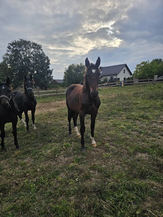 Ogierek ślaski Piorun po Pablo/ Nefryt