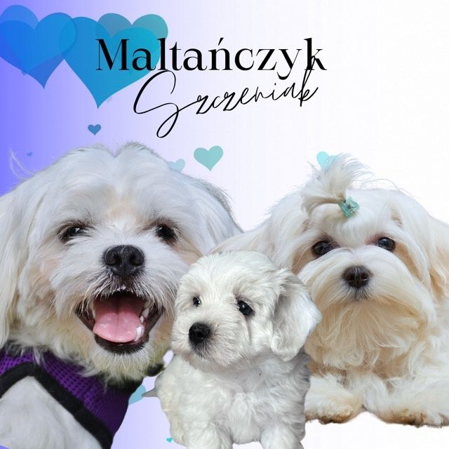 maltańczyk szczeniaczek 2
