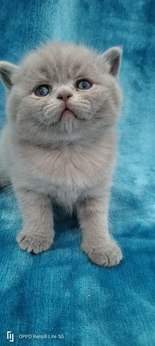 Macho British Shorthair lilac