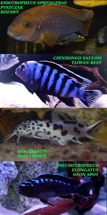 Pyszczaki jezioro Malawi Hodowla Pyszczaków Toruń