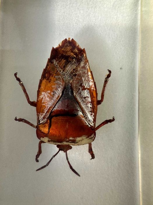 coleção bichos national geographic fasciculos animais vida selvagem