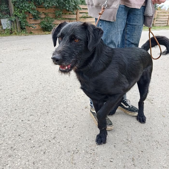 Z łańcucha do serca - Morus szuka swojego człowieka!