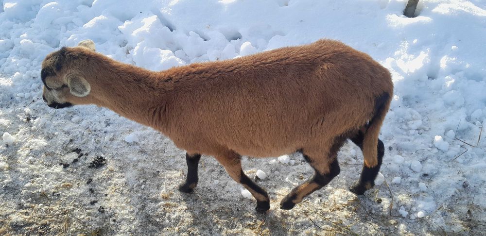 Jagnięcina barbados