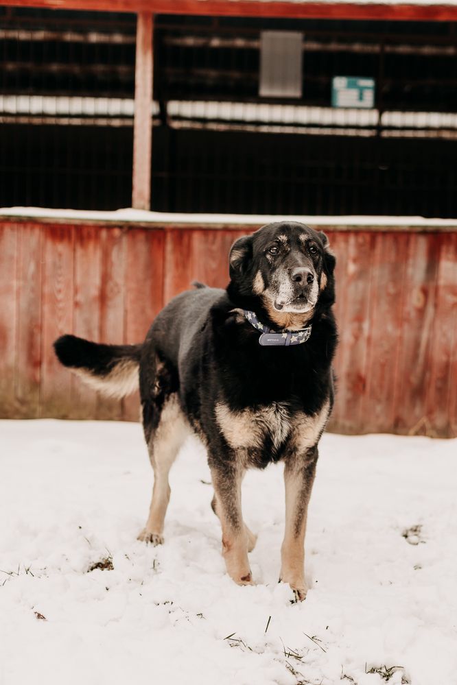 Wielbiciel spacerów i przytulania Joker poleca się do adopcji!!!