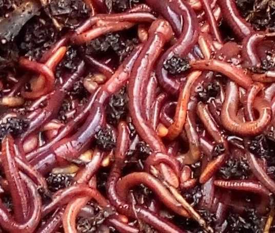 Minhocas Californianas — Pesca • Compostagem • Alimentação Animal (5€)