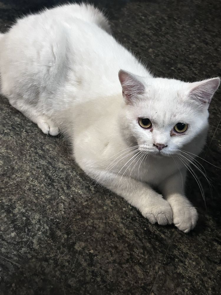 Gatinho scottish com 8 meses