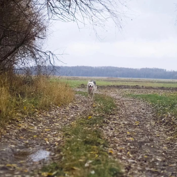 Пропав хаскі, шукаємо втікача Звенигородщина , хаска