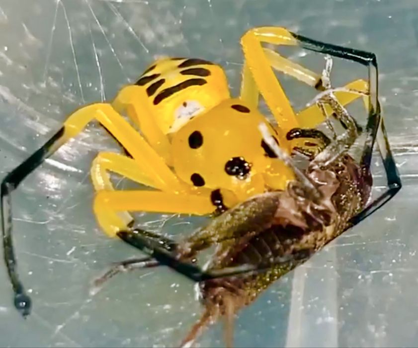 PIKACHU SPIDER Platythomisus octomaculatus pająk skakun