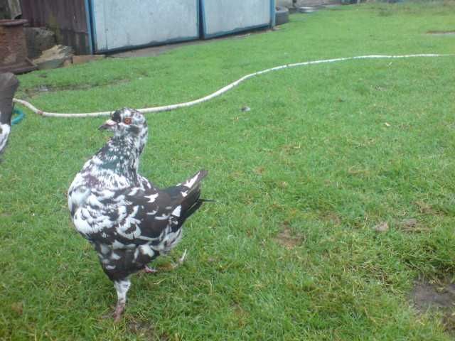 kingi golebie ozdobne