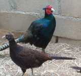 Casal Faisao versicolor tenebroso