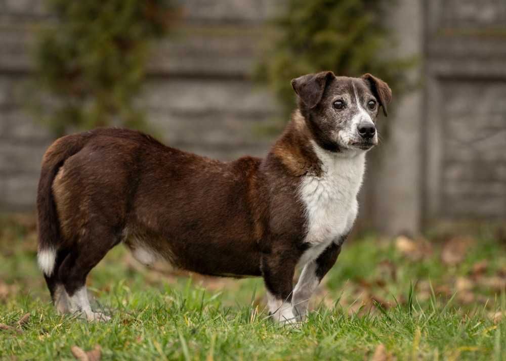 Felek szuka domu -schronisko Bełchatów-aktualne