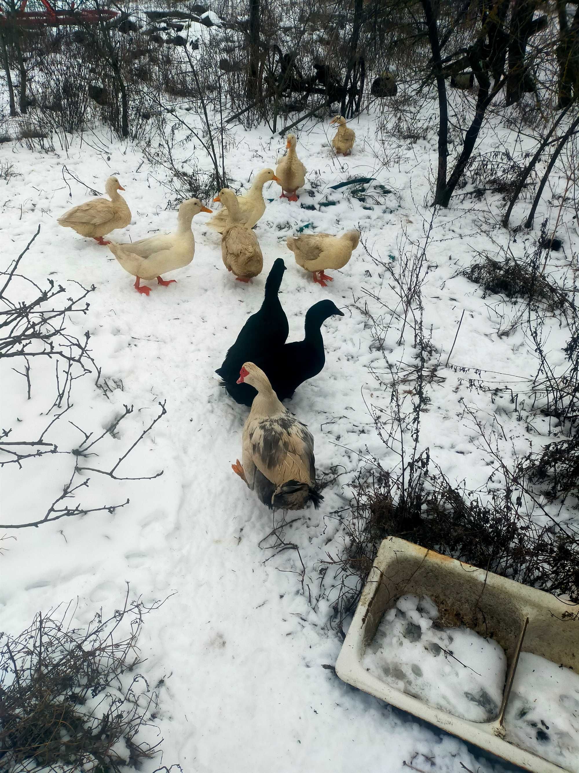 Jaja Lęgowe i spozywcze kacze kajuga i Pekin