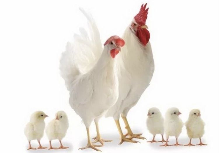 Легорн Венгрия инкубационные яйца